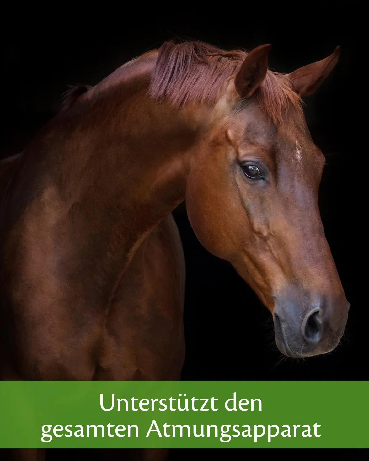 Equistro Secreta Pro Max Granules for Horses 800g