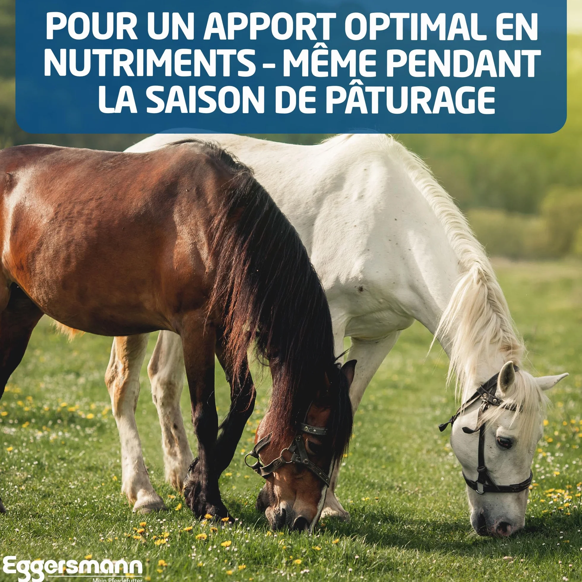 Eggersmann Mineral Bricks ail pour Cheval, Complément minéral contre les insectes, 4 kg