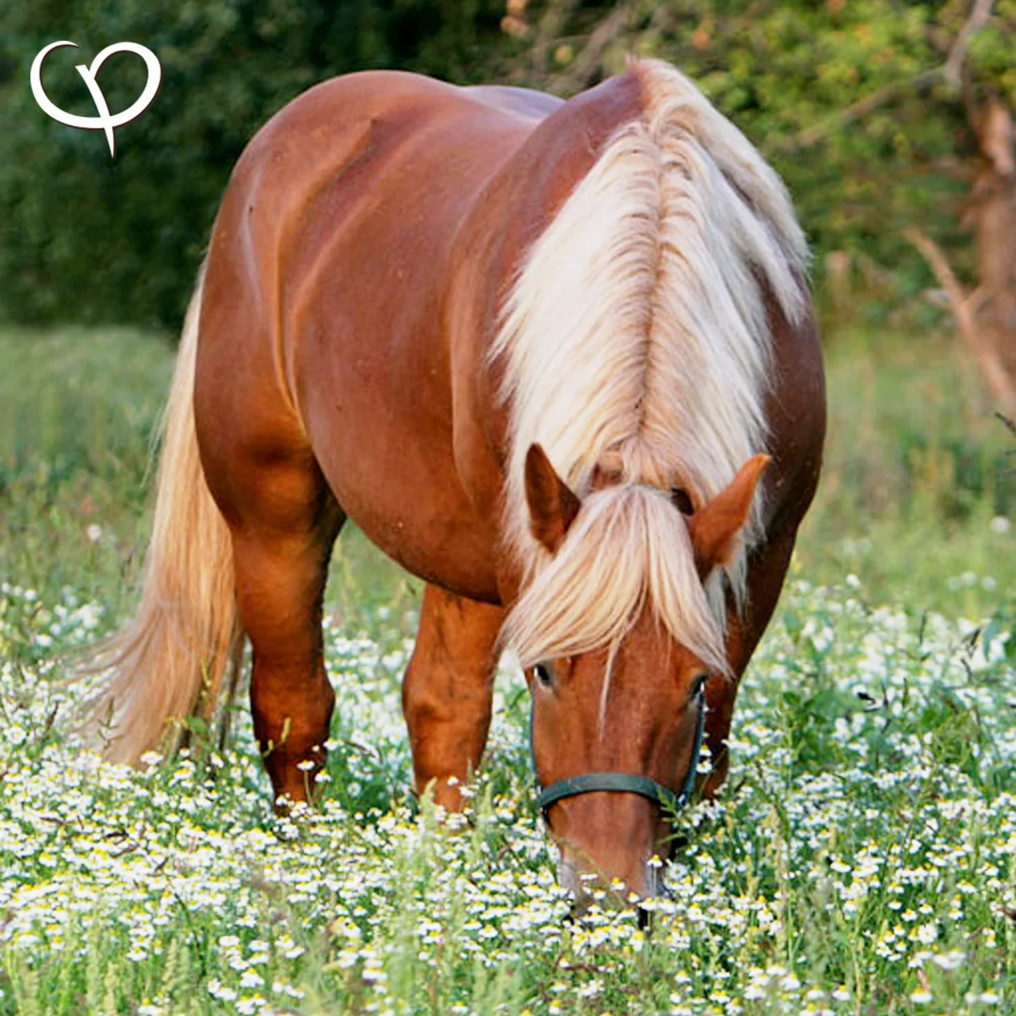 Akticolon Psyllium Pellets pour les Chevaux 3 Kg